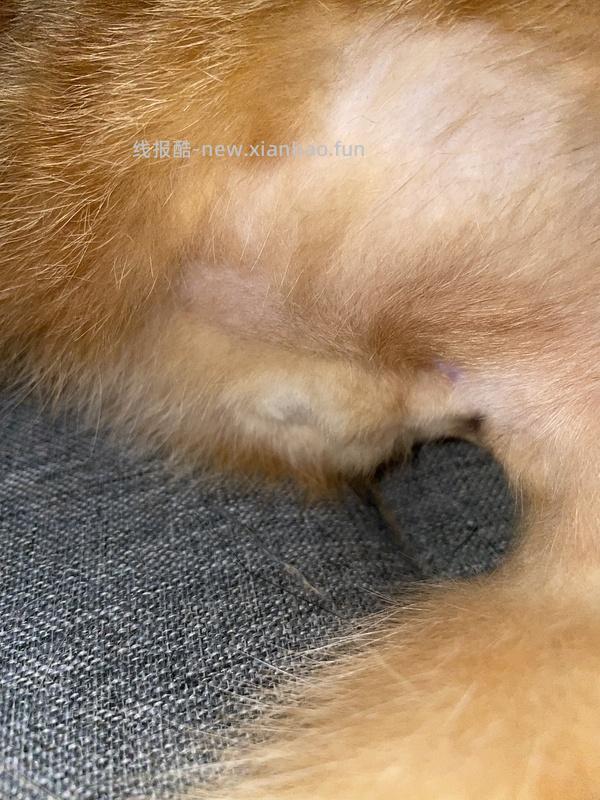 讨论/【科普】纯分享隔离时肛门腺破溃处理方法 - 线报酷