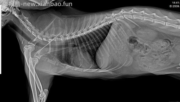 【科普】牙科问题和普通内科问题都可以留言，看到会回复 - 线报酷