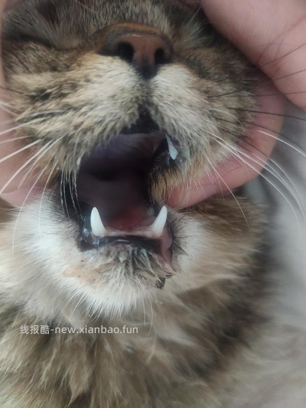 讨论/【科普】口炎的辨别 - 线报酷