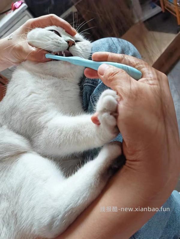 讨论/【科普】猫刷牙详细图文教程2.0 - 线报酷
