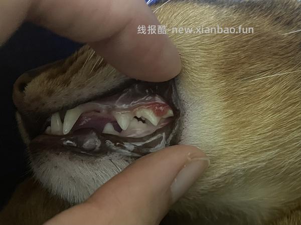 【科普】牙科问题和普通内科问题都可以留言，看到会回复 - 线报酷