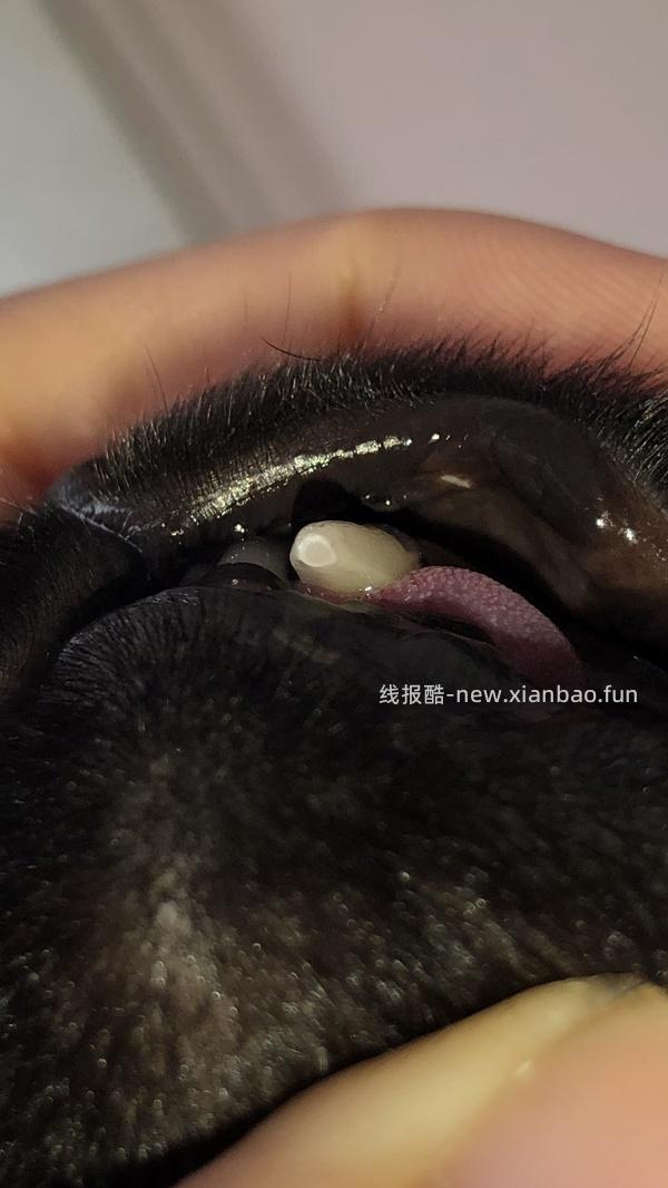 【科普】牙科问题和普通内科问题都可以留言，看到会回复 - 线报酷