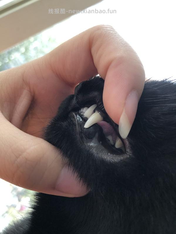 【科普】牙科问题和普通内科问题都可以留言，看到会回复 - 线报酷