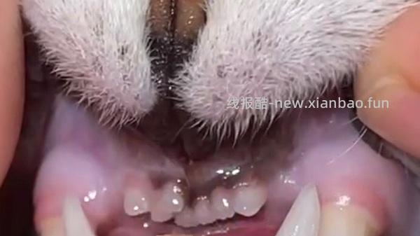 【科普】牙科问题和普通内科问题都可以留言，看到会回复 - 线报酷