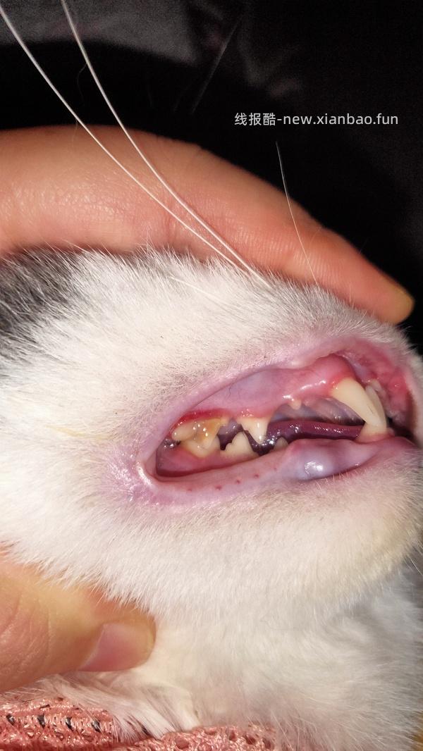 【科普】牙科问题和普通内科问题都可以留言，看到会回复 - 线报酷