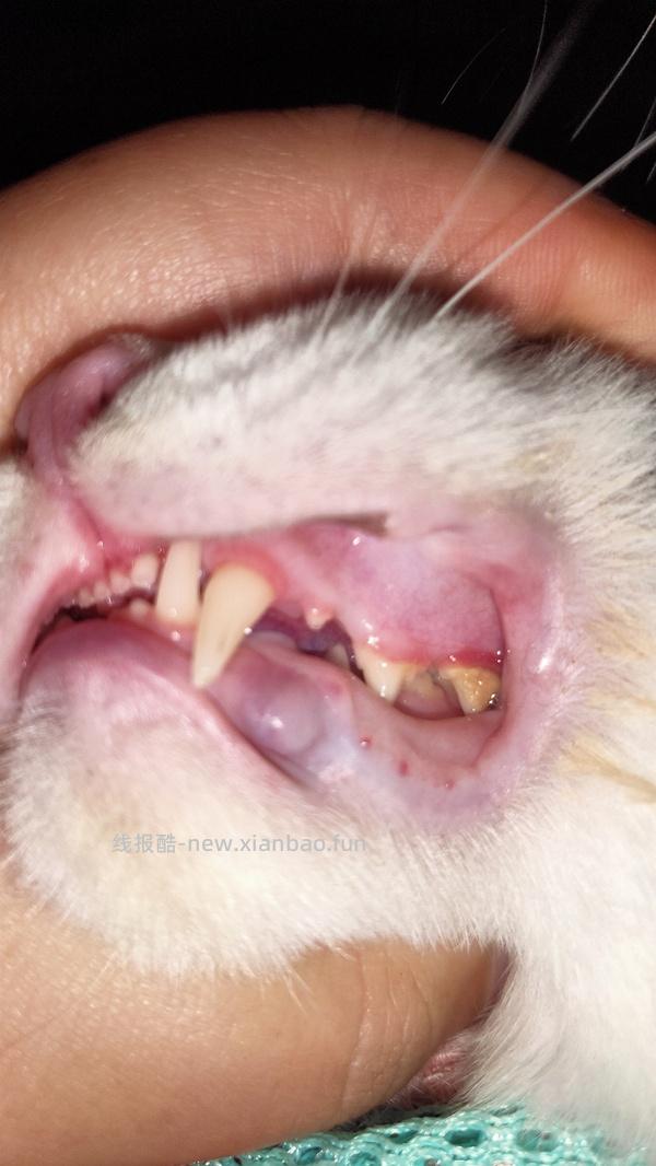 【科普】牙科问题和普通内科问题都可以留言，看到会回复 - 线报酷