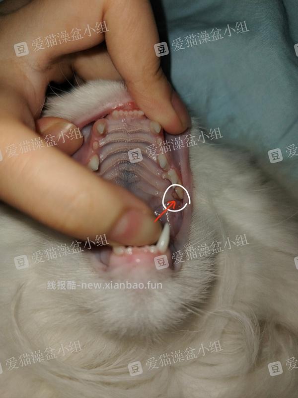 【科普】牙科问题和普通内科问题都可以留言，看到会回复 - 线报酷