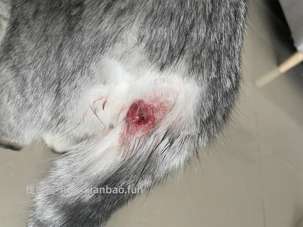 讨论/【科普】纯分享隔离时肛门腺破溃处理方法 - 线报酷