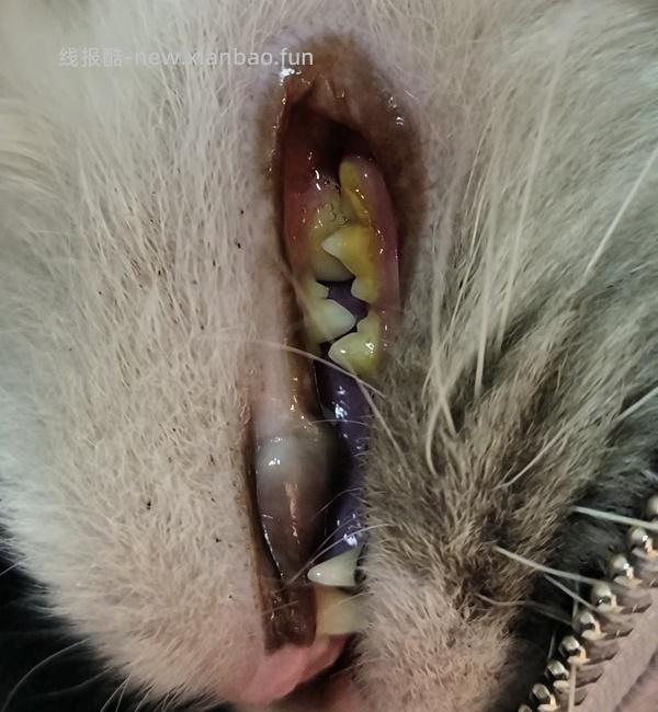 【科普】牙科问题和普通内科问题都可以留言，看到会回复 - 线报酷