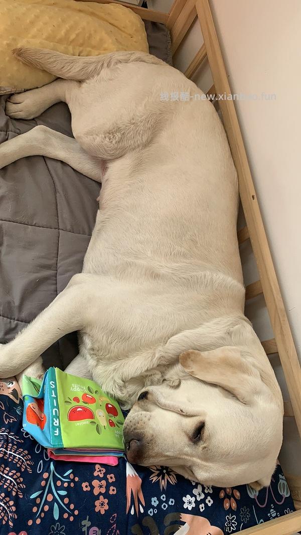 3元包邮的响纸bb叫玩具 - 线报酷