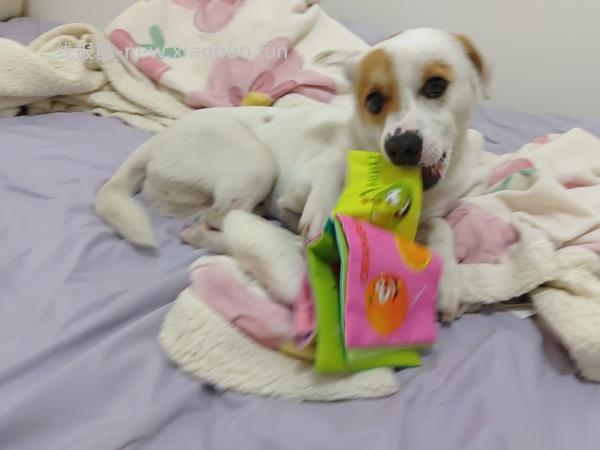 3元包邮的响纸bb叫玩具 - 线报酷