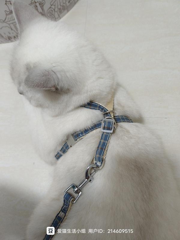 讨论/【教程】进阶版教程——如何将不到10块钱的牵引绳改造成100+的科学牵引绳 - 线报酷