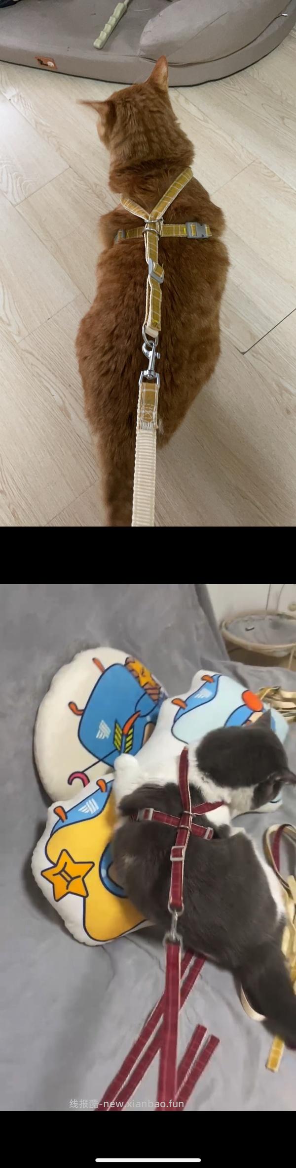 讨论/【教程】进阶版教程——如何将不到10块钱的牵引绳改造成100+的科学牵引绳 - 线报酷