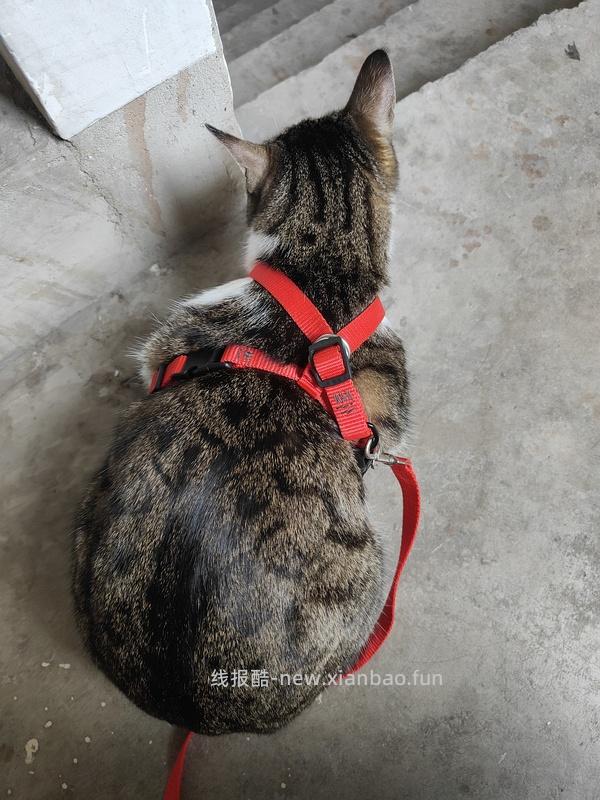 讨论/【教程】进阶版教程——如何将不到10块钱的牵引绳改造成100+的科学牵引绳 - 线报酷