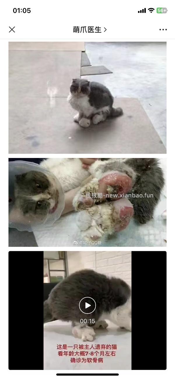 讨论/【科普】关于折耳的谣言粉碎机 - 线报酷