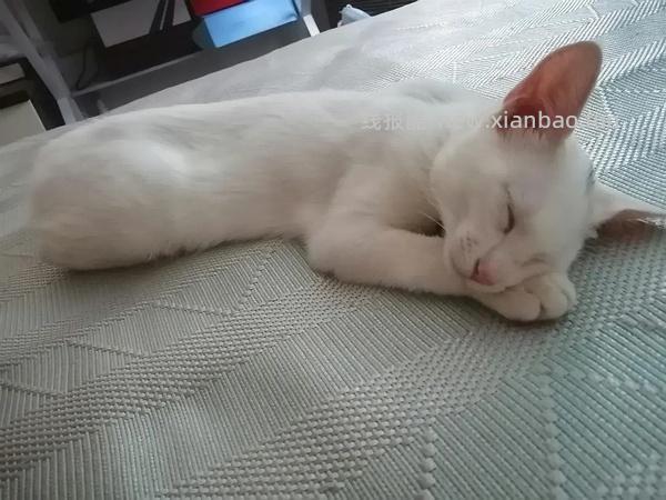 讨论/【科普】关于折耳的谣言粉碎机 - 线报酷