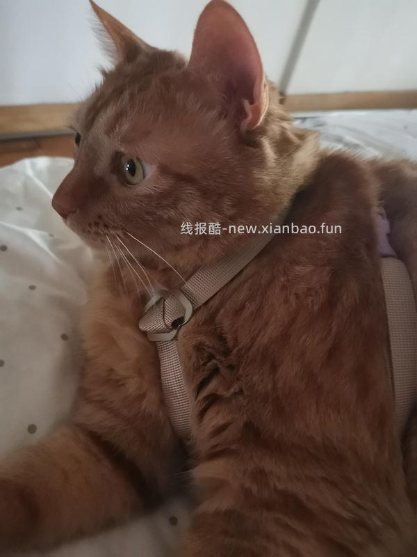 讨论/【教程】进阶版教程——如何将不到10块钱的牵引绳改造成100+的科学牵引绳 - 线报酷