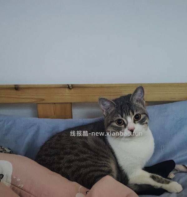 讨论/【科普】关于折耳的谣言粉碎机 - 线报酷