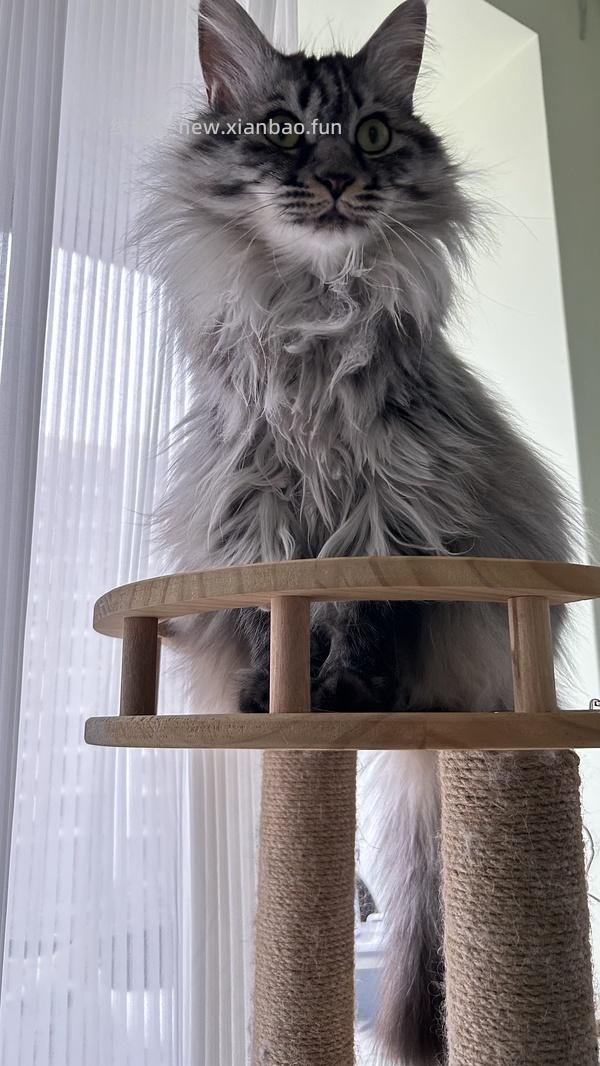 讨论/【科普】关于折耳的谣言粉碎机 - 线报酷