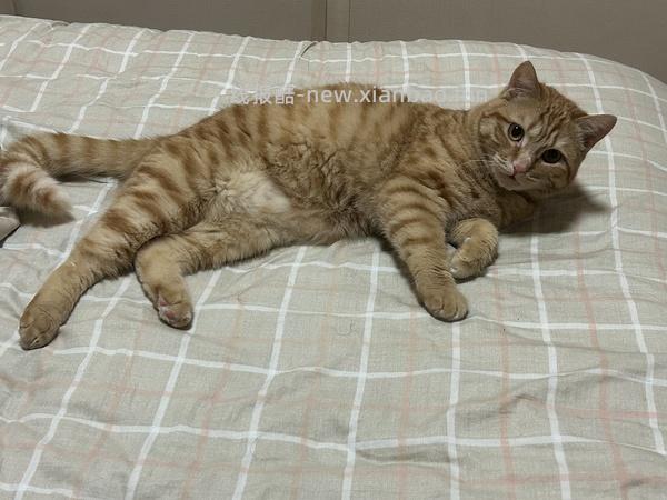 讨论/【科普】关于折耳的谣言粉碎机 - 线报酷