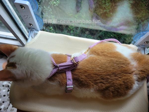 讨论/【教程】进阶版教程——如何将不到10块钱的牵引绳改造成100+的科学牵引绳 - 线报酷