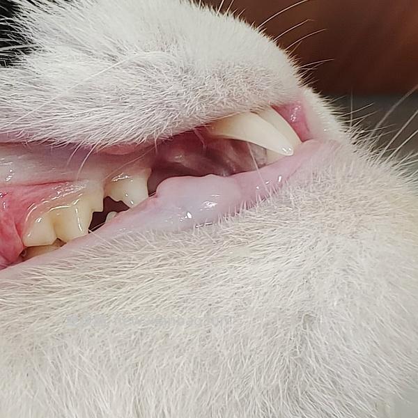 【科普】猫刷牙姿势教程2.0 - 线报酷