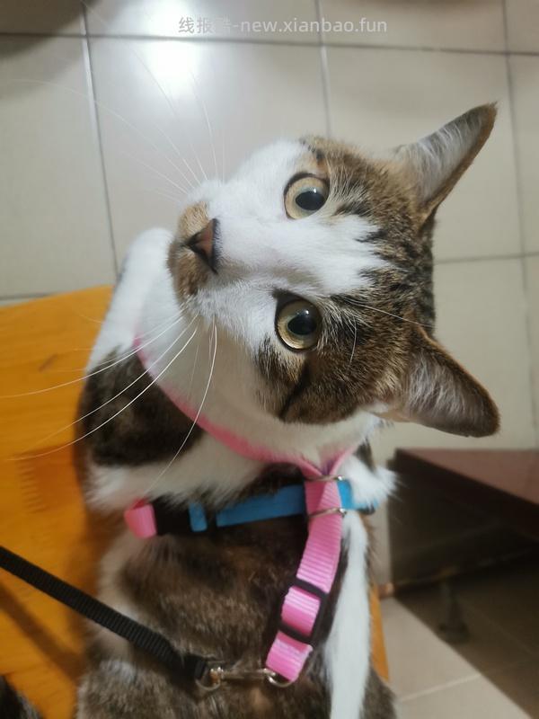 讨论/【教程】进阶版教程——如何将不到10块钱的牵引绳改造成100+的科学牵引绳 - 线报酷