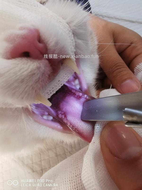 讨论/【科普】口炎的辨别 - 线报酷