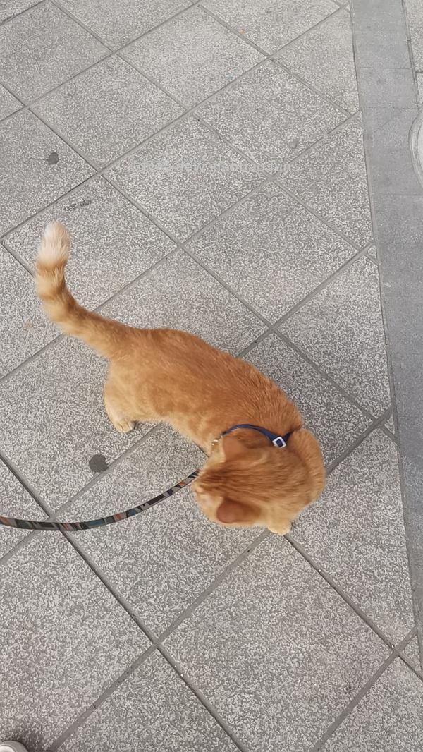 讨论/【教程】进阶版教程——如何将不到10块钱的牵引绳改造成100+的科学牵引绳 - 线报酷