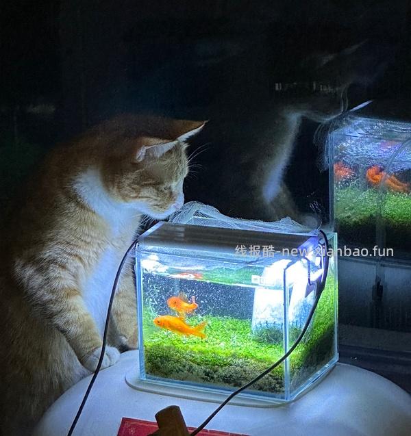 讨论/【科普】或许有uu想了解怎么安装一个基本不用打理的鱼缸吗（小猫电视） - 线报酷