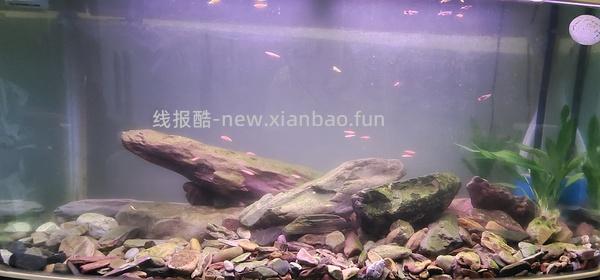 讨论/【科普】或许有uu想了解怎么安装一个基本不用打理的鱼缸吗（小猫电视） - 线报酷