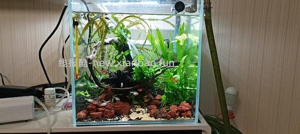 讨论/【科普】或许有uu想了解怎么安装一个基本不用打理的鱼缸吗（小猫电视） - 线报酷