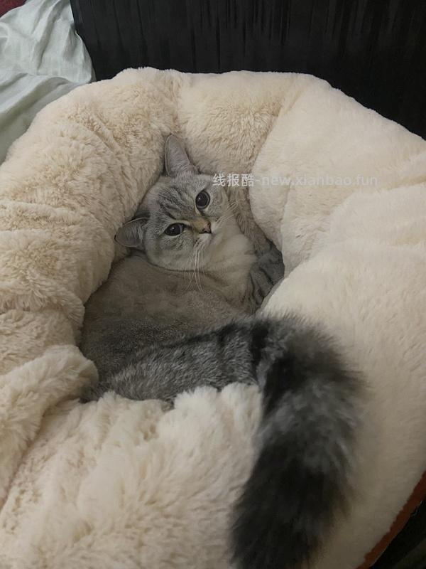 【🚗走】1.5车回 18斤猫窝10r左右，10斤猫窝5r左右 - 线报酷