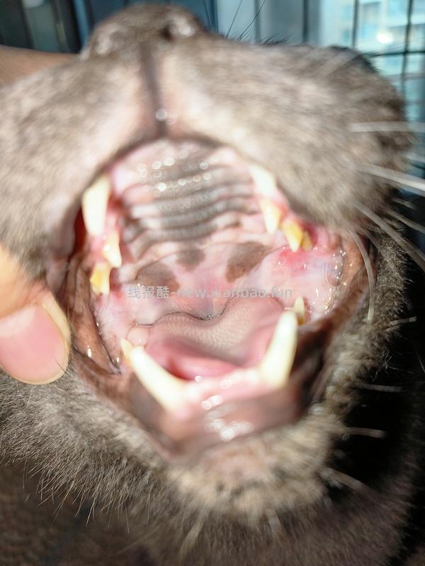 讨论/【科普】口炎的辨别 - 线报酷