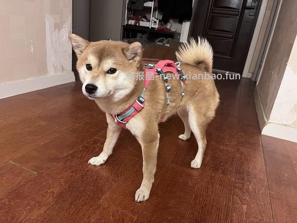 弗格兰341r一件 - 线报酷