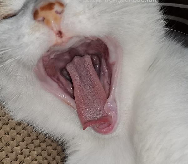 【科普】牙科问题和普通内科问题都可以留言，看到会回复 - 线报酷