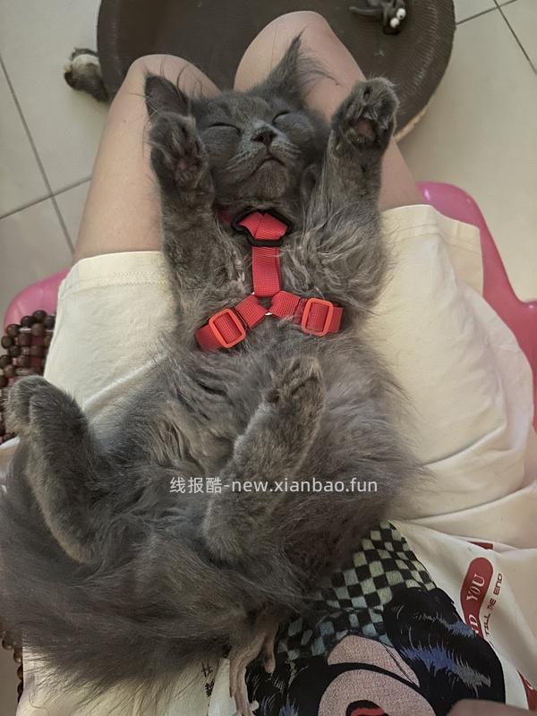 讨论/【教程】进阶版教程——如何将不到10块钱的牵引绳改造成100+的科学牵引绳 - 线报酷