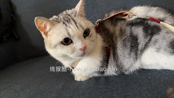 讨论/【教程】进阶版教程——如何将不到10块钱的牵引绳改造成100+的科学牵引绳 - 线报酷