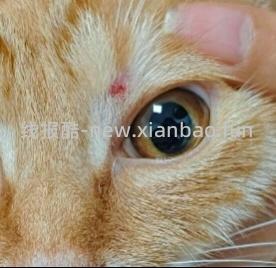 讨论/【科普】激情安利伊曲康唑治疗猫癣！！伊曲康唑真的伤肝吗？辟谣！！！ - 线报酷