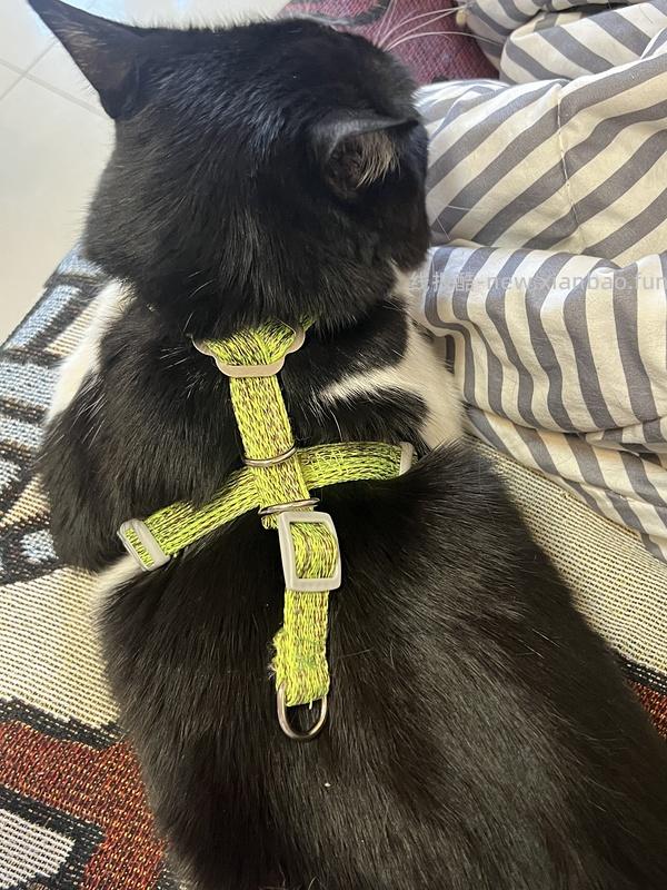 讨论/【教程】进阶版教程——如何将不到10块钱的牵引绳改造成100+的科学牵引绳 - 线报酷