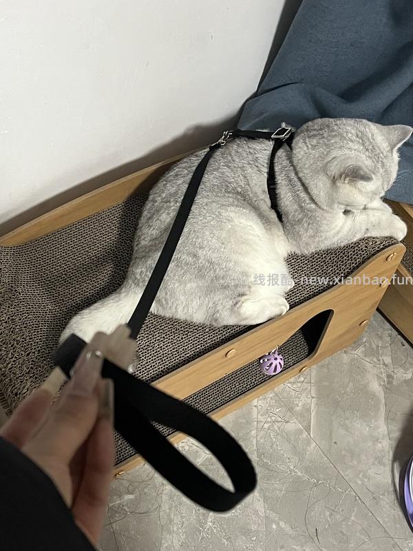 讨论/【教程】进阶版教程——如何将不到10块钱的牵引绳改造成100+的科学牵引绳 - 线报酷