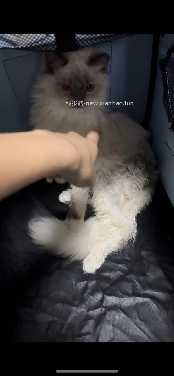 爱丽思暖被机，到手237，回南天急救，可烘衣服可烘猫 - 线报酷