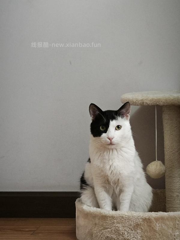 讨论/【科普】干粮对猫不好，不适合做主食｜❗️❗️警惕评论区软广骗子 - 线报酷