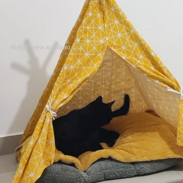 讨论/【科普】养猫省钱小妙招和好物推荐（欢迎补充☺️）【如有搬运，需本人同意】 - 线报酷