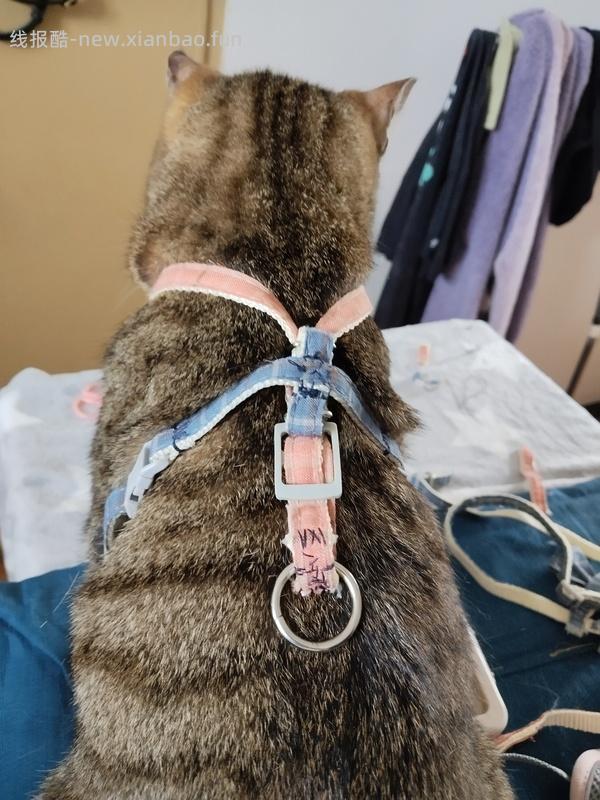 讨论/【教程】进阶版教程——如何将不到10块钱的牵引绳改造成100+的科学牵引绳 - 线报酷