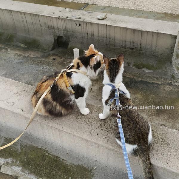 讨论/【教程】进阶版教程——如何将不到10块钱的牵引绳改造成100+的科学牵引绳 - 线报酷