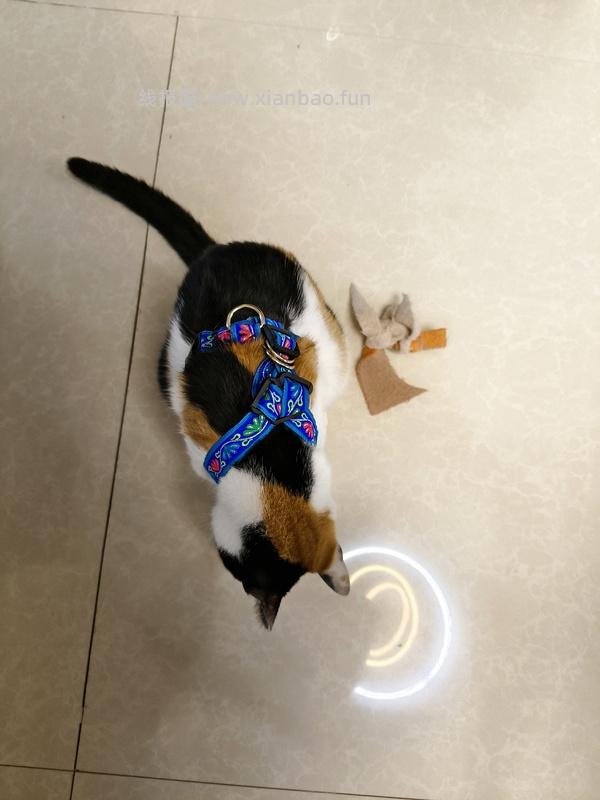 讨论/【教程】进阶版教程——如何将不到10块钱的牵引绳改造成100+的科学牵引绳 - 线报酷