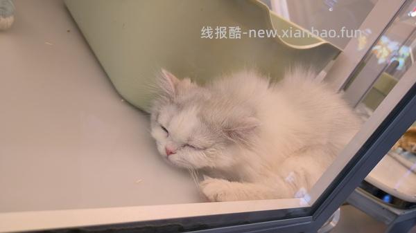 讨论/【科普】曾经宠物行业就业人员带大家看看真实后院猫的生存环境 - 线报酷
