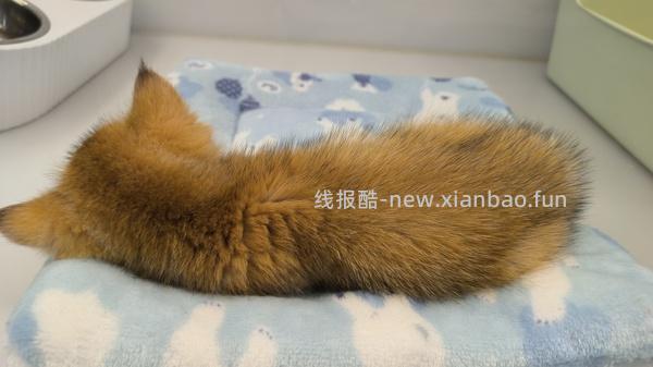 讨论/【科普】曾经宠物行业就业人员带大家看看真实后院猫的生存环境 - 线报酷