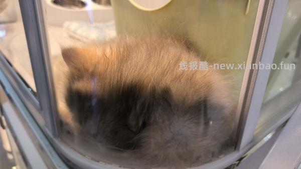 讨论/【科普】曾经宠物行业就业人员带大家看看真实后院猫的生存环境 - 线报酷